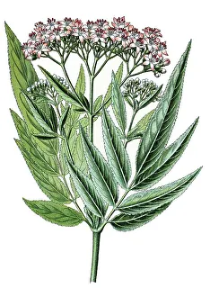 Danewort, Danesblood or European Dwarf Elder (Sambucus ebulus)