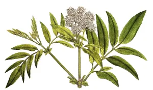 Danewort (Sambucus ebulus), dwarf elderberry or attich