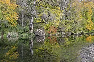 Danube, Danube valley, mixed forest
