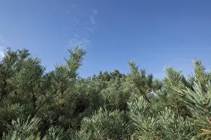 DarB primeval forest, pine (Pinus) forest low-growing under blue sky