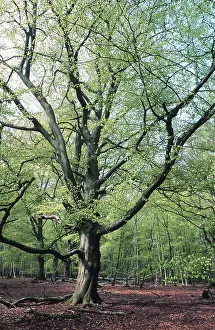 DarBwald, Prerow, Fischland-DarB-Zingst