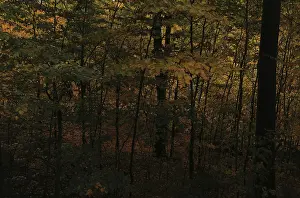 Dark and atmospheric, dense autumn forest with beech trees (fagus) with bright yellow leaves
