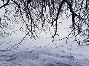 Dark, bare branches stretch across a snowy winter landscape