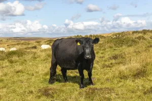 Dark brown bullock on upland moorland
