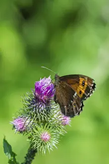 Dark brown butterfly on a violet flower