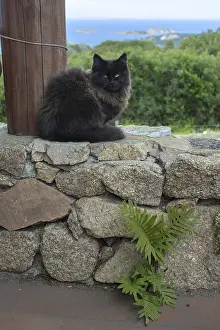 Framed Print : Dark brown cat sits on stone wall with sea view over the macchia in Sardinia