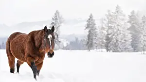 Dark brown horse wades on snow covered field