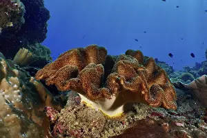 Dark brown mushroom leather coral (Sarcophyton glaucum) with roundish shape in a blue underwater environment