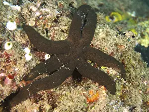 Dark brown starfish, Luzon starfish (Echinaster luzonicus)