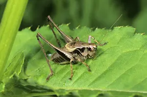 Dark Bush-cricket (Pholidoptera griseoaptera)