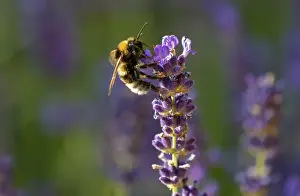 Dark earth bumblebee (Bombus terrestris) in a common lavender (Lavandula angustifolia) in the evening light
