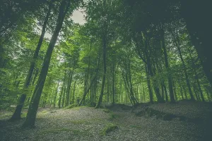 Dark forest with green trees in the spring