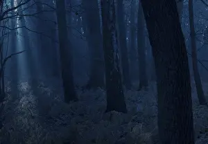 Dark forest at night with blue light and mystical atmosphere