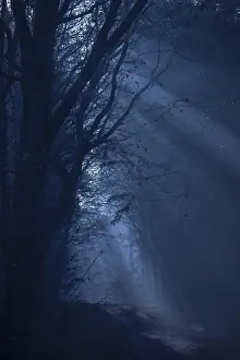 A dark forest in shades of blue with shadows and a mysterious