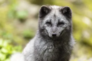 A dark grey fox sits attentively in nature with green foliage in the background