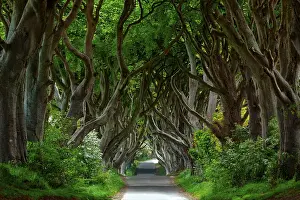 Dark Hedges, beech avenue in County Antrim