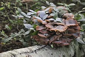 Dark honey fungus (Armillaria solidipes) (Armillaria ostoyae) growing in cluster on tree trunk in autumn forest