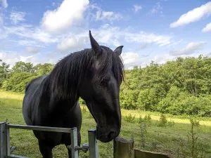 Dark horse in a field at Kingscote in West Sussex