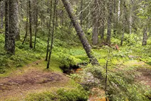 Dark moorland forest with reflections in the dark water