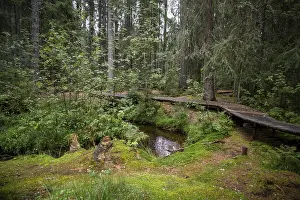 Dark moorland forest with reflections in the dark water