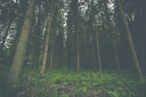 Dark pine tree forest with trees on a row