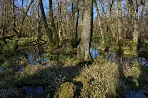 Dark shadow falls on a swampy forest with reflecting water and branched trees