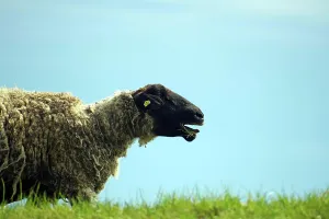 Dark sheep with open mouth, Bleckede, Elbe, Lower Saxony, Germany, Europe