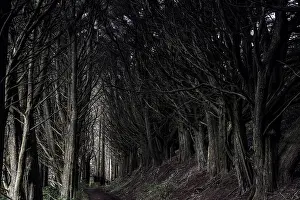 Dark tunnel path surrounded by trees on the Otago Peninsula