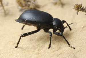 Darkling beetle in the desert, Israel