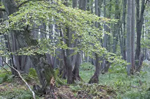 Darss Forest, Common Beech trees (Fagus sylvatica)