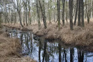Darss Forest near Ahrenshoop, Western Pomerania Lagoon Area National Park
