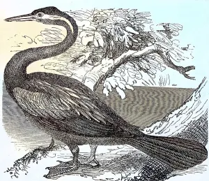 Darter, Plotus anhinga, c. 1890