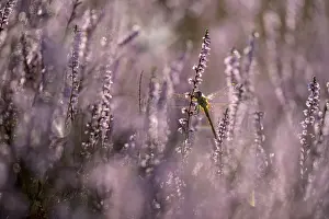 Darter, resting, in heather, morning