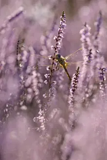 Darter, resting, in heather, morning