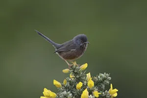 Dartford Warbler (Sylvia undata) adult male