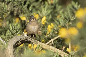 Dartford warbler (Sylvia undata) juvenile bird on a Gorse bush in spring