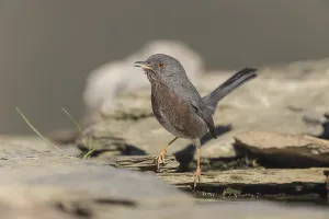 Dartford warbler (Sylvia undata), Spain