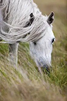 Dartmoor Hill Highland Pony, grey grazing