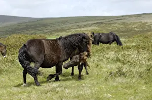 Dartmoor Ponies fighting Dartmoor National Park Devon England