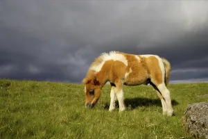 Dartmoor Pony, foal, skewbald, grazing on moorland with approaching stormclouds