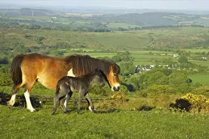 Dartmoor Pony, mare and foal, walking on moorland