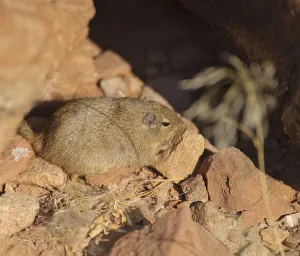 Dassie Rat (Petromus typicus) in Twyfelfontein