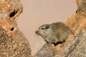 Dassie rat between rocks. Tiras Mountains