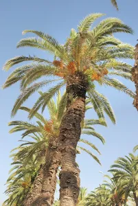 Date palm