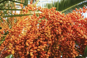 Date palm with fruit, True date palm