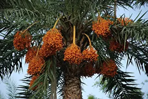 Date tree west bengal calcutta India Asia