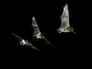 Daubenton's bat (Myotis daubentonii)