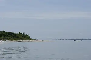 Dauphins, Dolphins, Beach, Ilha do Mel