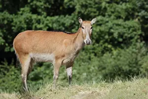 David's deer or milu (Elaphurus davidianus)