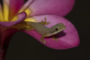 Day Gecko (Phelsuma spp.), young